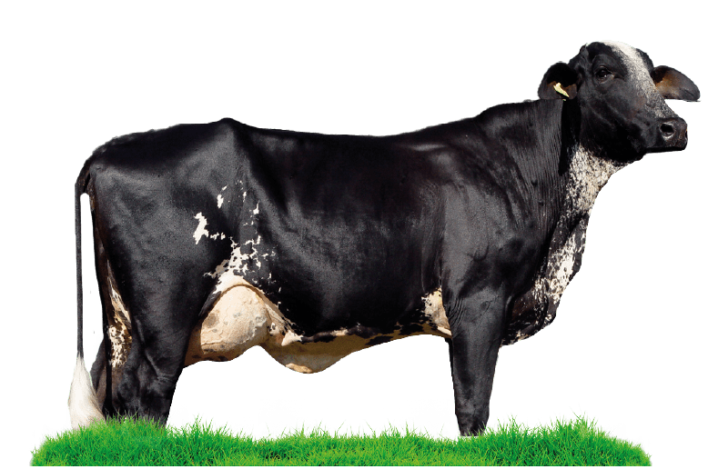 Vaca lechera mirando con pasto abajo