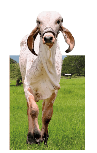 Vaca mirando de frente con pasto en sus patas, Ganadería en Colombia, parcería